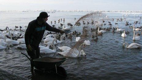 Swans feeding