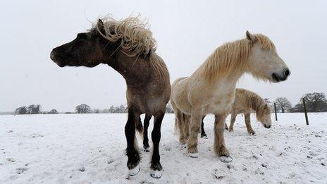 Horses graze in a field in Oakley, Suffolk