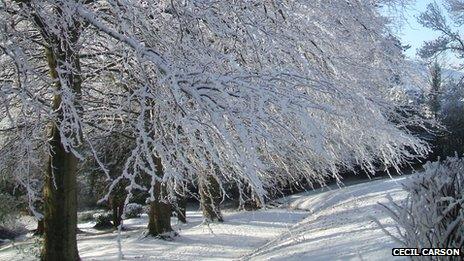 Snowy trees