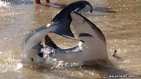 Shark in the shallows