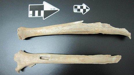 Leg bones from Tianyuan Cave