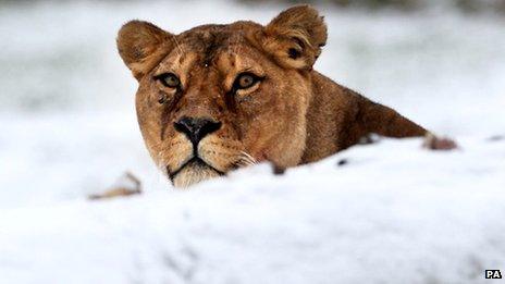 Lion in snow