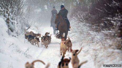 Lauderdale Hunt hounds