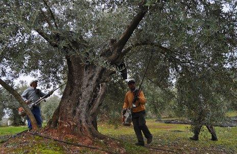 Workers harvest olives in southern Spain