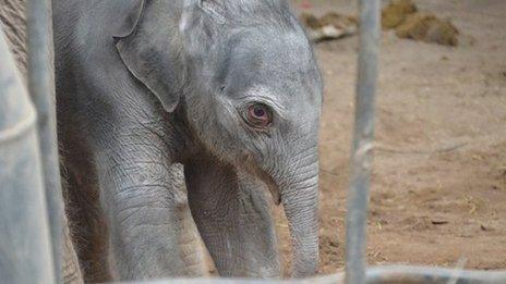 Baby elephant