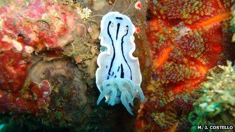 Striped sea slug in the Philippines