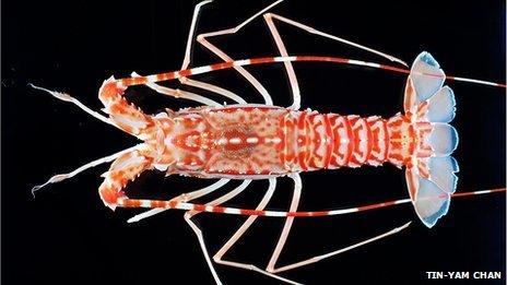 A deep-sea lobster new to science