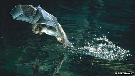 Daubenton's bat catching an insect (Image courtesy of F. Greenaway)