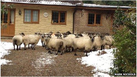 Sheep on driveway