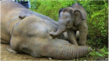 Baby elephant by its dead mother in Gunung Rara Forest Reserve in Sabah, Malaysia (23 Jan 2013)