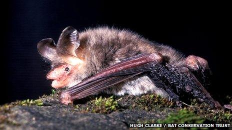 Bechstein's bat