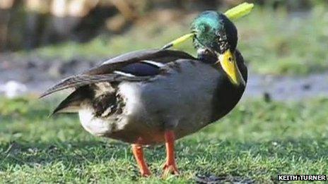 Duck with crossbow bolt in head