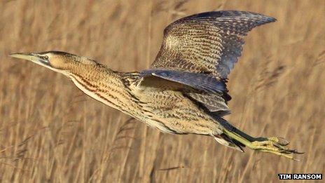 Bittern