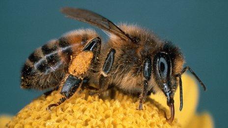 honey bee pollen