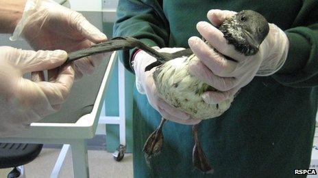 A bid being treated at West Hatch Animal Centre in Taunton