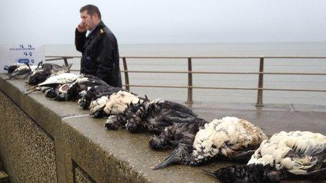 Dead birds lined up on a sea wall