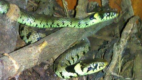 Jack and Joe the grass snakes