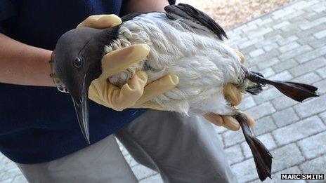 An auk being rescued at Chesil Beach