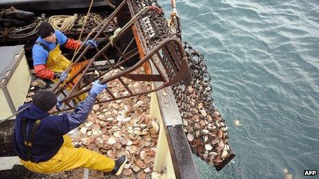 Scallop fishing off northern France - file pic