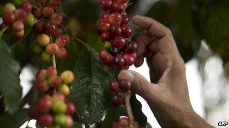 Coffee beans being collected at a farm near Guatemala City (17 Jan)