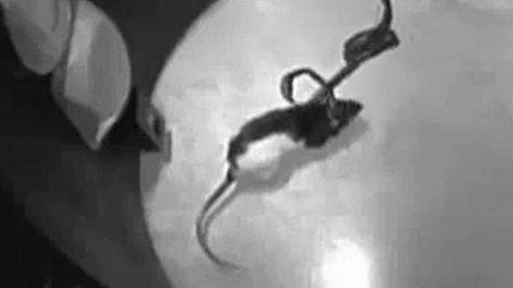 Rat hooked up to infrared detector