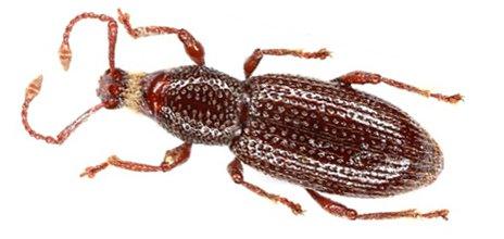 A beetle discovered by Jean-Michel Lemaire in Monaco, Otiorhynchus (Lixorrhynchus) monoecirupis