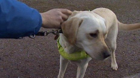 Wag the guide dog