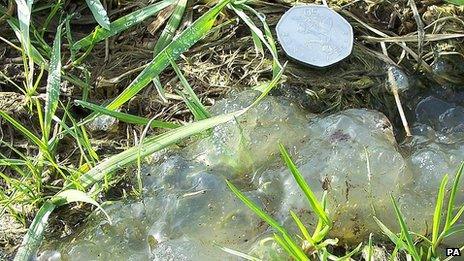 The jelly-like substance on the RSPB's Ham Wall nature reserve in Glastonbury