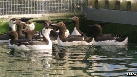 Rescued birds in outdoor pool