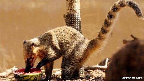 A coati at London Zoo