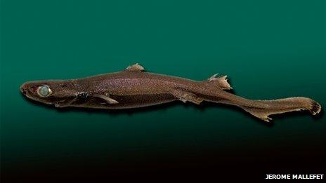 Velvet belly lanternshark