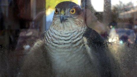 Sparrowhawk