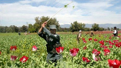 An Afghan police officer is seen destroying the opium poppies on the field during a poppy eradication campaign in Nangarhar province, east of Kabul, Afghanistan on Monday, April. 2, 2007.