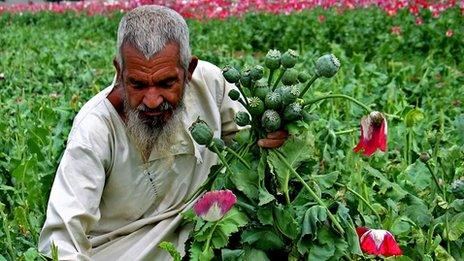 An Afghan farmer collects the poppy flowers destroyed by authorities during an operation against the illegal poppy crops in Sanzeri village near Kandahar, Afghanistan on Tuesday, April 19, 2005