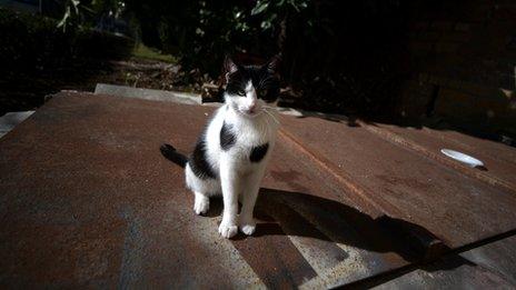 Contessina, the papal cat