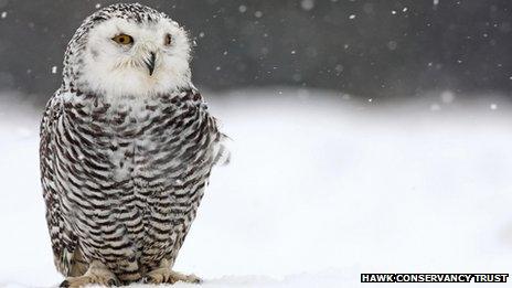 Snowy owl