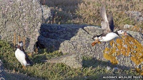 Puffins on Burhou