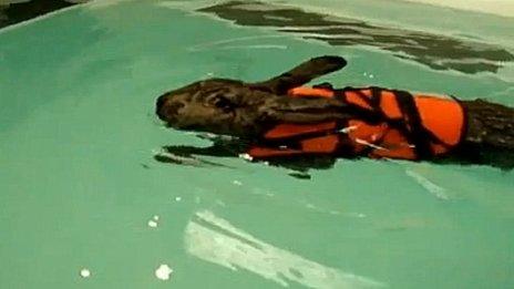 Heidi the rabbit has hydotherapy