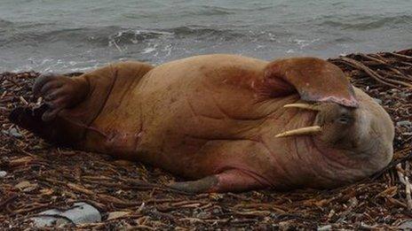 Walrus in Orkney