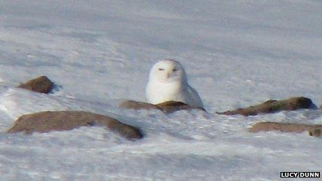 Snowy owl in Cairngorms