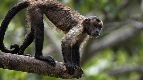 Capuchin