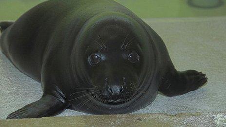 Liquorice the seal