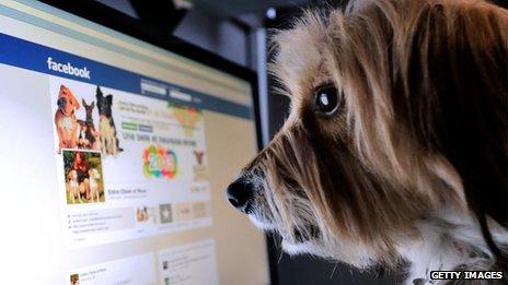 Dog looking at Facebook page