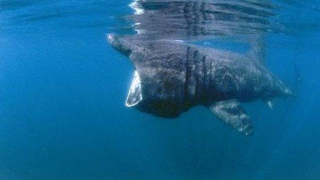 Basking shark