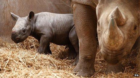 Eastern black rhinoceros and calf at Chester Zoo