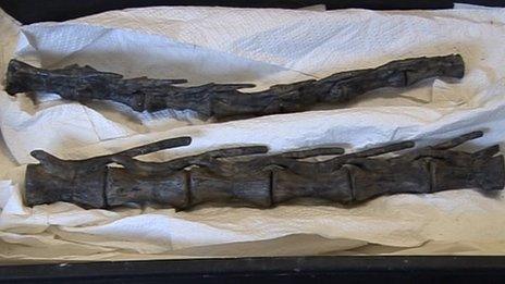 Valdosaurus bones