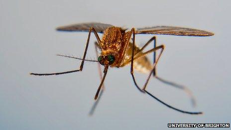 Female mosquito