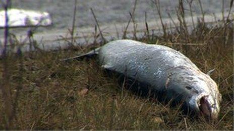 Fish on verge next to M62