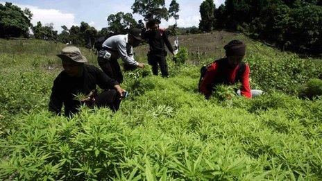 Indonesian police inspect marijuana plants in Aceh Besar district