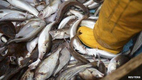 Fish on a trawler boat